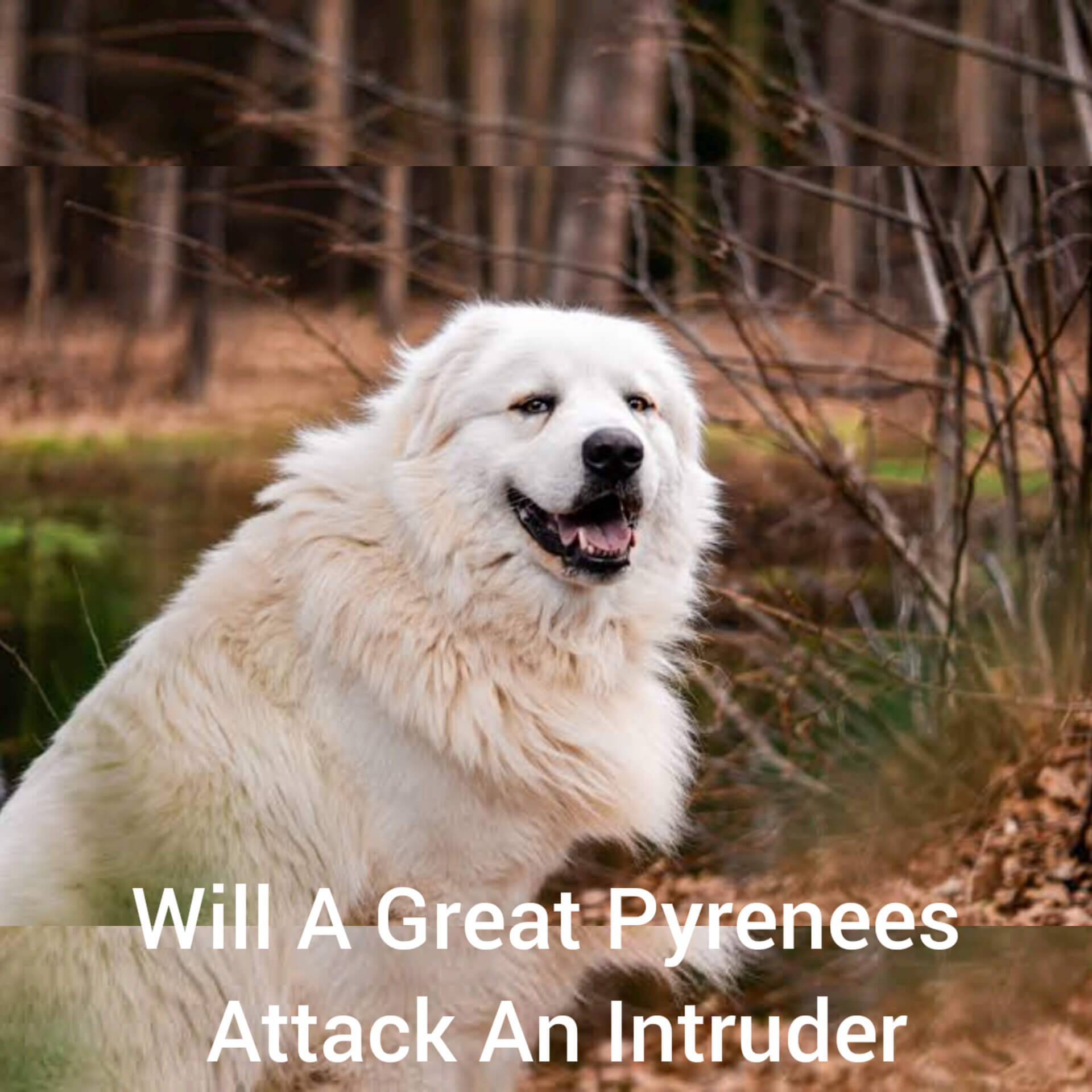 will a great pyrenees attack an intruder