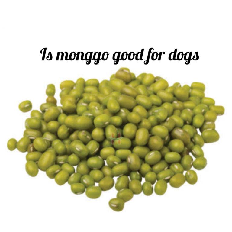 Is Monggo Good for Dogs? Exploring a Nutritious Option