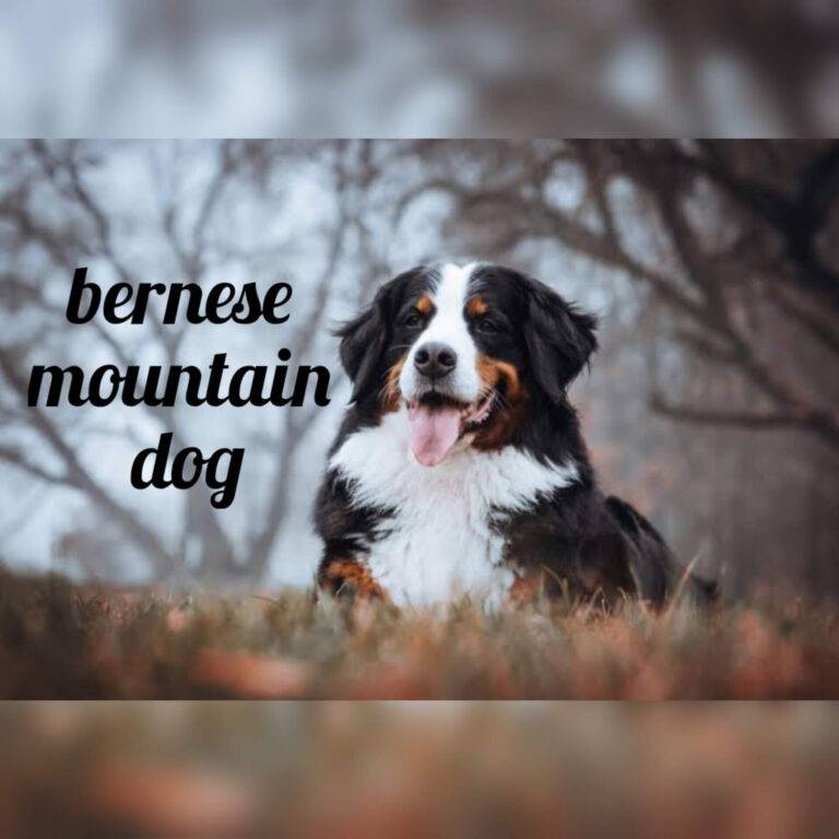 Bernese Mountain Dogs: A Gentle Giant in the Canine World