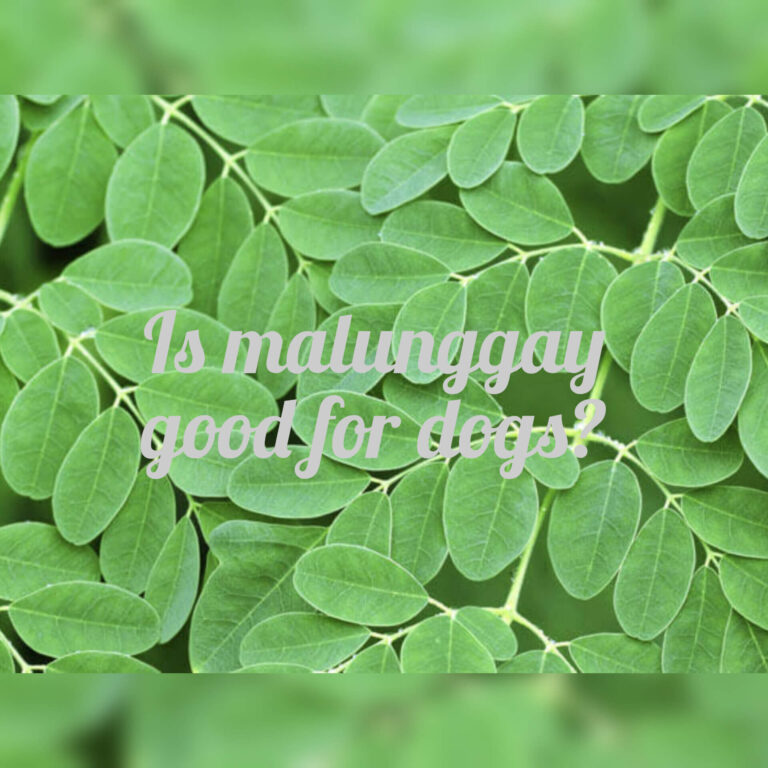 Is Malunggay Good for Dogs? A Nutrient-Packed Superfood